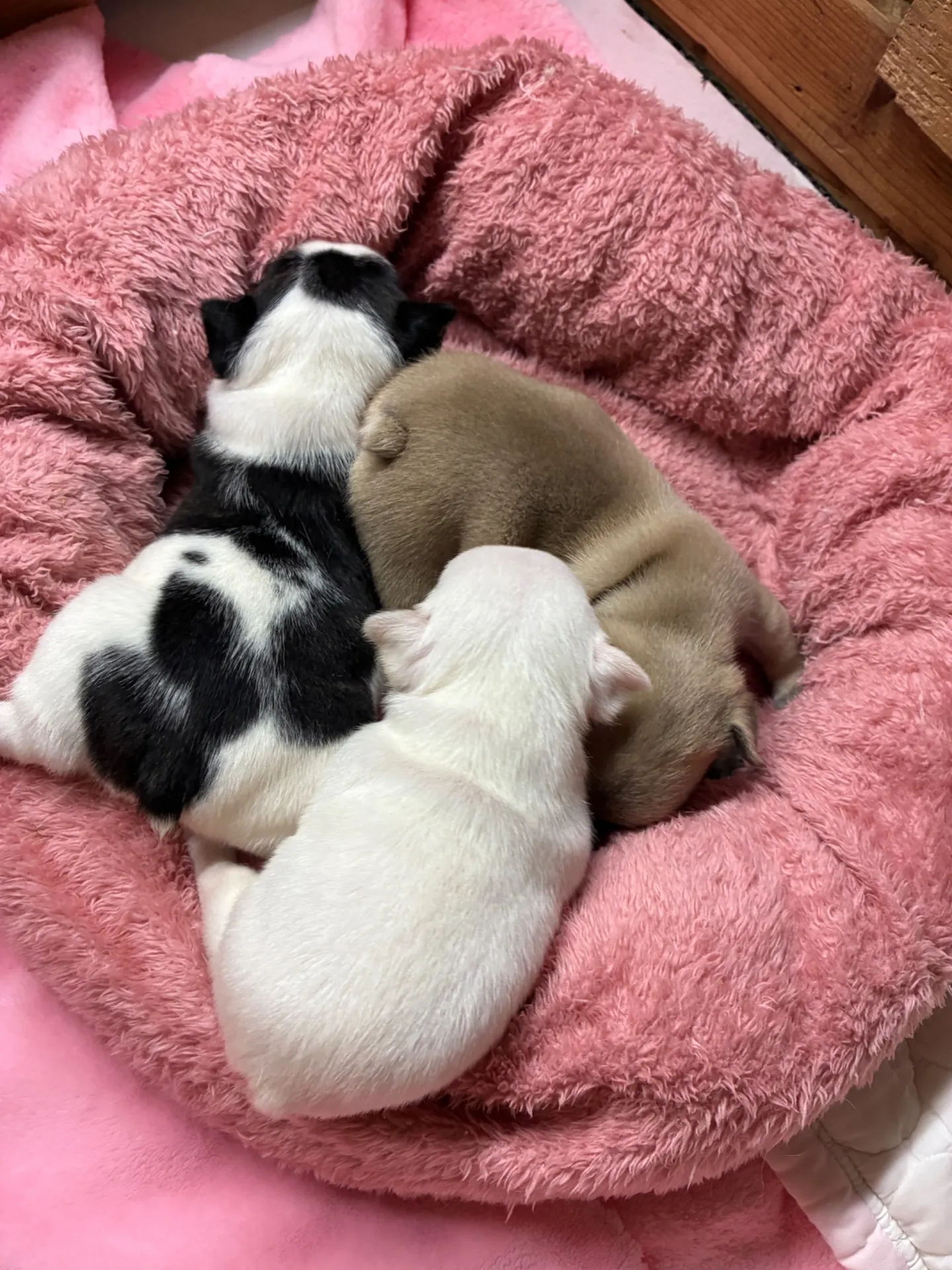 #ポメラニアンブラック#フレンチパピー募集開始します