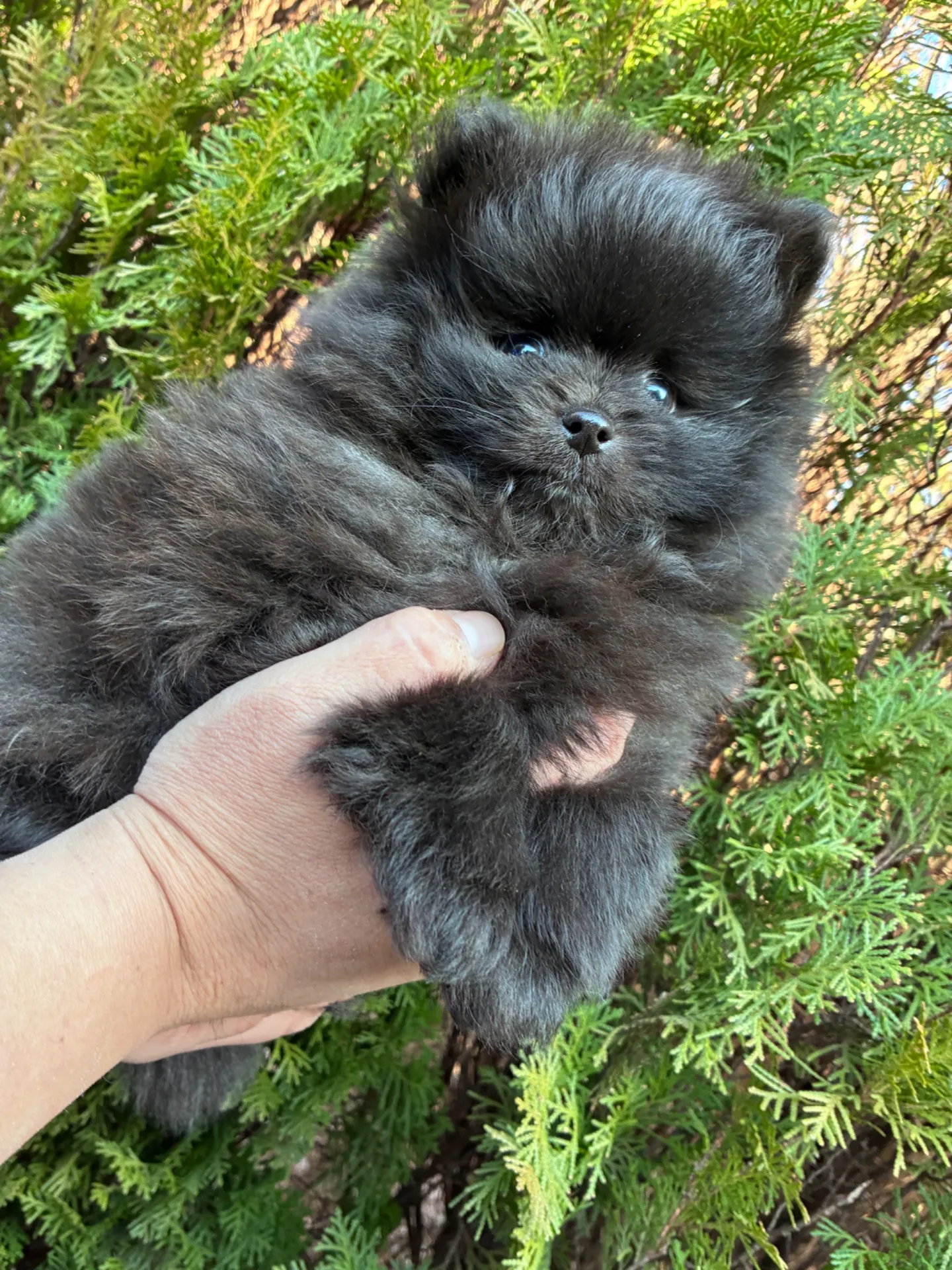 #フレンチ #ポメ #ずっとのお家募集でーす