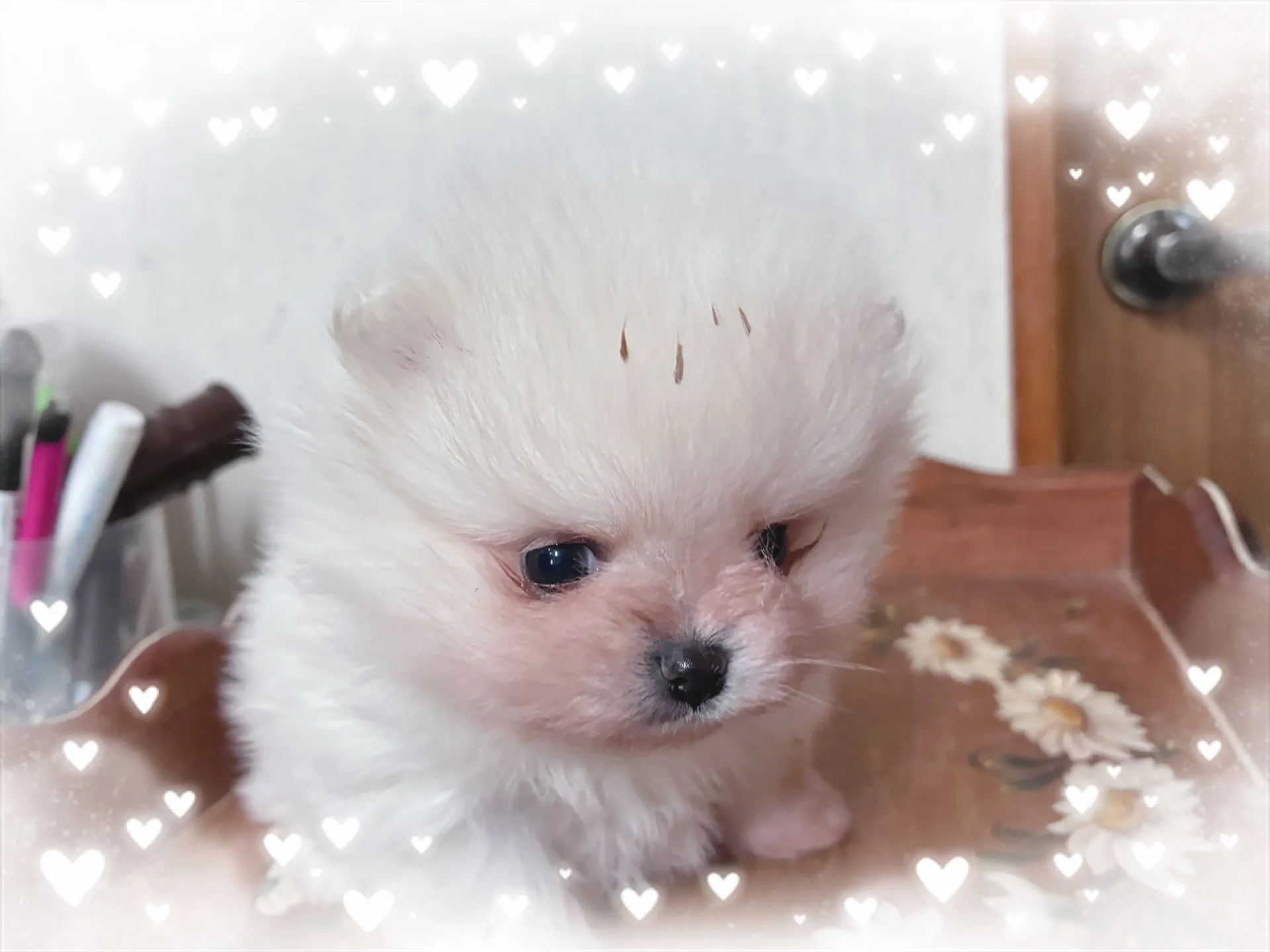 #ホワイトポメパピー#千葉#フレンチフォーンパピー