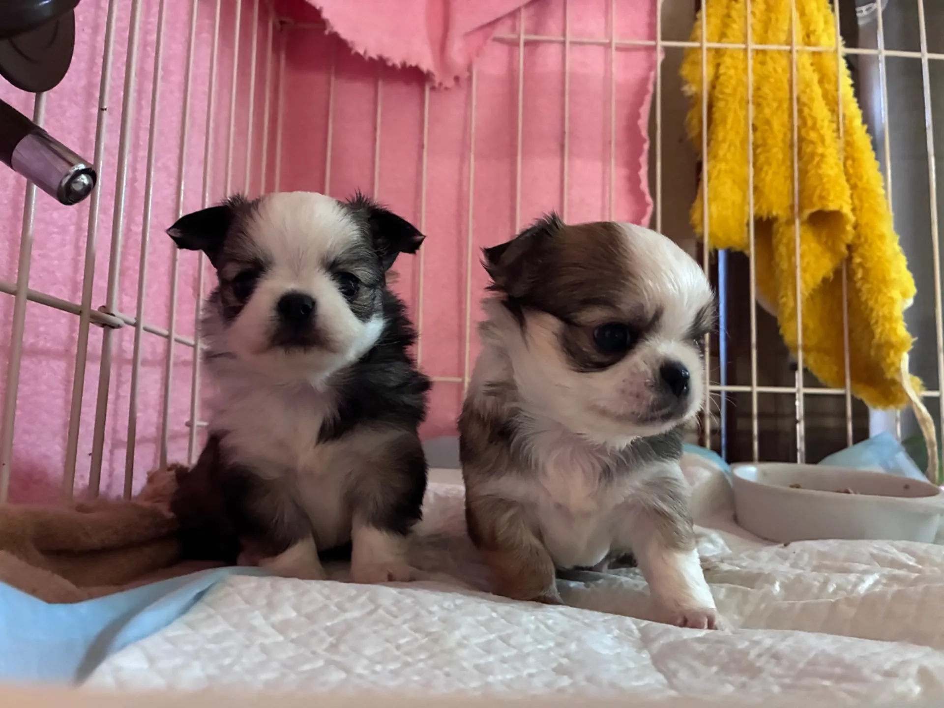 #千葉県 # ポメパピー #チワワパピー #募集中