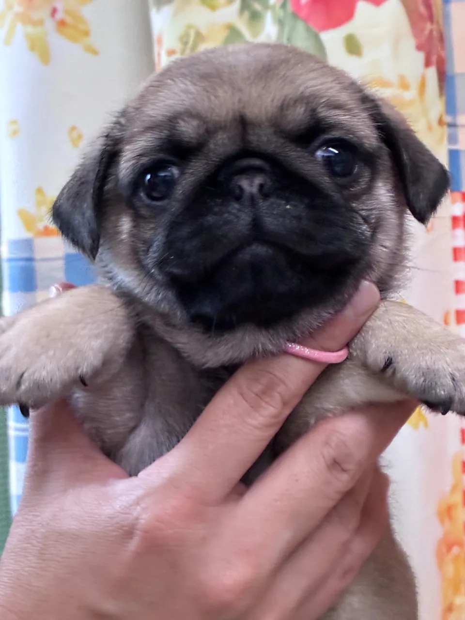 #千葉県 #パグ子犬 #すぐにでもお迎えできる子です #募集致します