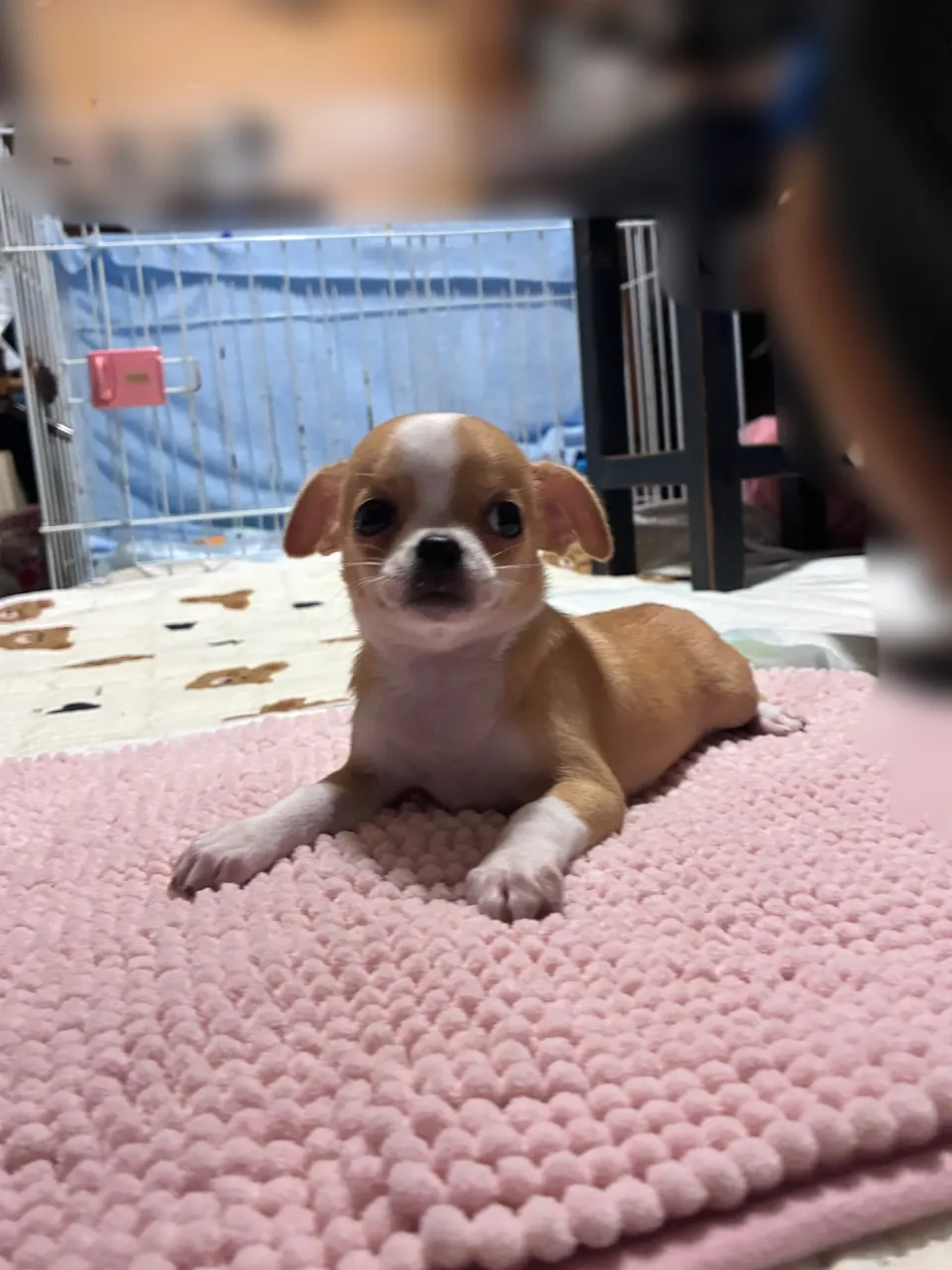 #千葉県 #チワワのパピー募集中 #パグパピー募集中