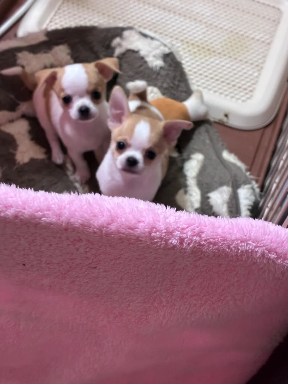 #千葉県 #チワワのパピー募集中 #パグパピー